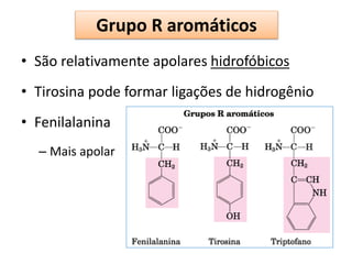 Grupo R aromáticos
• São relativamente apolares hidrofóbicos
• Tirosina pode formar ligações de hidrogênio
• Fenilalanina
– Mais apolar
 