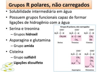 Grupos R polares, não carregados
• Solubilidade intermediária em água
• Possuem grupos funcionais capaz de formar
ligações de hidrogênio com a água
• Serina e treonina
– Grupos hidroxil
• Asparagina e glutamina
– Grupo amida
• Cisteína
– Grupo sulfidril
– Ligações dissulfeto
 