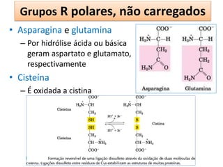 Grupos R polares, não carregados
• Asparagina e glutamina
– Por hidrólise ácida ou básica
geram aspartato e glutamato,
respectivamente
• Cisteína
– É oxidada a cistina
 
