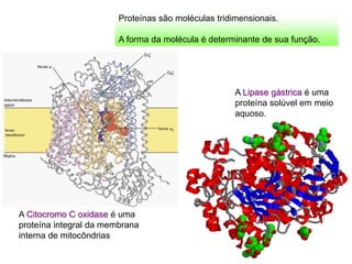 A Citocromo C oxidase é uma
proteína integral da membrana
interna de mitocôndrias
A Lipase gástrica é uma
proteína solúvel em meio
aquoso.
Proteínas são moléculas tridimensionais.
A forma da molécula é determinante de sua função.
 
