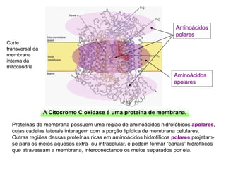 A Citocromo C oxidase é uma proteína de membrana.
Proteínas de membrana possuem uma região de aminoácidos hidrofóbicos apolares,
cujas cadeias laterais interagem com a porção lipídica de membrana celulares.
Outras regiões dessas proteínas ricas em aminoácidos hidrofílicos polares projetam-
se para os meios aquosos extra- ou intracelular, e podem formar “canais” hidrofílicos
que atravessam a membrana, interconectando os meios separados por ela.
Corte
transversal da
membrana
interna da
mitocôndria
Aminoácidos
apolares
Aminoácidos
polares
 