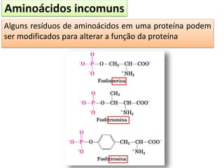 Aminoácidos incomuns
Alguns resíduos de aminoácidos em uma proteína podem
ser modificados para alterar a função da proteína
 