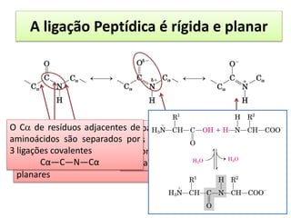 A ligação Peptídica é rígida e planar
A ligação peptídica (C-N) é mais
curta que a ligação (C-N) de uma
amina simples
Átomos associados à ligação são
planares
Compartilhamento parcial de 2
pares de elétrons entre o oxigênio
carbonílico e o nitrogênio da
amida.
Formação de um
DIPOLO ELÉTRICO.
-Os 6 átomos do
grupo peptídico estão
em um único plano.
- Átomo de O trans ao
átomo de H
- As ligações
peptídicas C-N não
podem girar
livremente  caráter
parcial de ligação
dupla.
O C de resíduos adjacentes de
aminoácidos são separados por
3 ligações covalentes
Cα—C―N—Cα
 