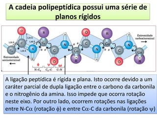 A cadeia polipeptídica possui uma série de
planos rígidos
ϕ C―N—Cα—C (rotação entre N—Cα)
ψ N—Cα―C—N (rotação entre C―C)
Φ e ψ = ± 1800
ω  Cα—C―N—Cα (C―N, lig peptídica 
rotação restrita)
C
C
CC
C
C
R
R
RO
O
O
N
N
N
H
H
H
HH
 
Os planos rígidos
compartilham um
ponto comum de
rotação no C
ω
A ligação peptídica é rígida e plana. Isto ocorre devido a um
caráter parcial de dupla ligação entre o carbono da carbonila
e o nitrogênio da amina. Isso impede que ocorra rotação
neste eixo. Por outro lado, ocorrem rotações nas ligações
entre N-C (rotação ) e entre C-C da carbonila (rotação )
 
