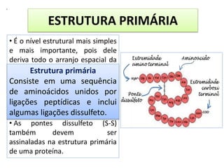 .
ESTRUTURA PRIMÁRIA
• É o nível estrutural mais simples
e mais importante, pois dele
deriva todo o arranjo espacial da
molécula.
• É a seqüência de
aminoácidos na cadeia
polipeptídica; mantida por
ligações peptídicas .
• As pontes dissulfeto (S-S)
também devem ser
assinaladas na estrutura primária
de uma proteína.
Estrutura primária
Consiste em uma sequência
de aminoácidos unidos por
ligações peptídicas e inclui
algumas ligações dissulfeto.
 