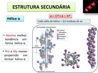 Hélice α
ESTRUTURA SECUNDÁRIA
 Alanina melhor
tendência em
forma hélice-α
 Pro e Gly menor
propensão em
formar hélice α
ϕ = -570 e ψ = -470
Cada volta da hélice = 3,6 resíduos de aa
 