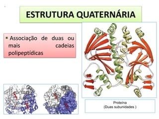 .
 Associação de duas ou
mais cadeias
polipeptídicas
ESTRUTURA QUATERNÁRIA
Proteína
(Duas subunidades )
 