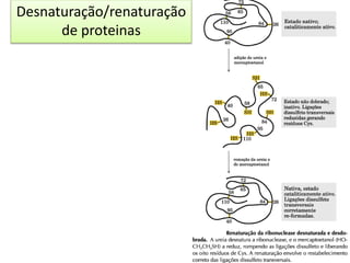 Desnaturação/renaturação
de proteinas
 