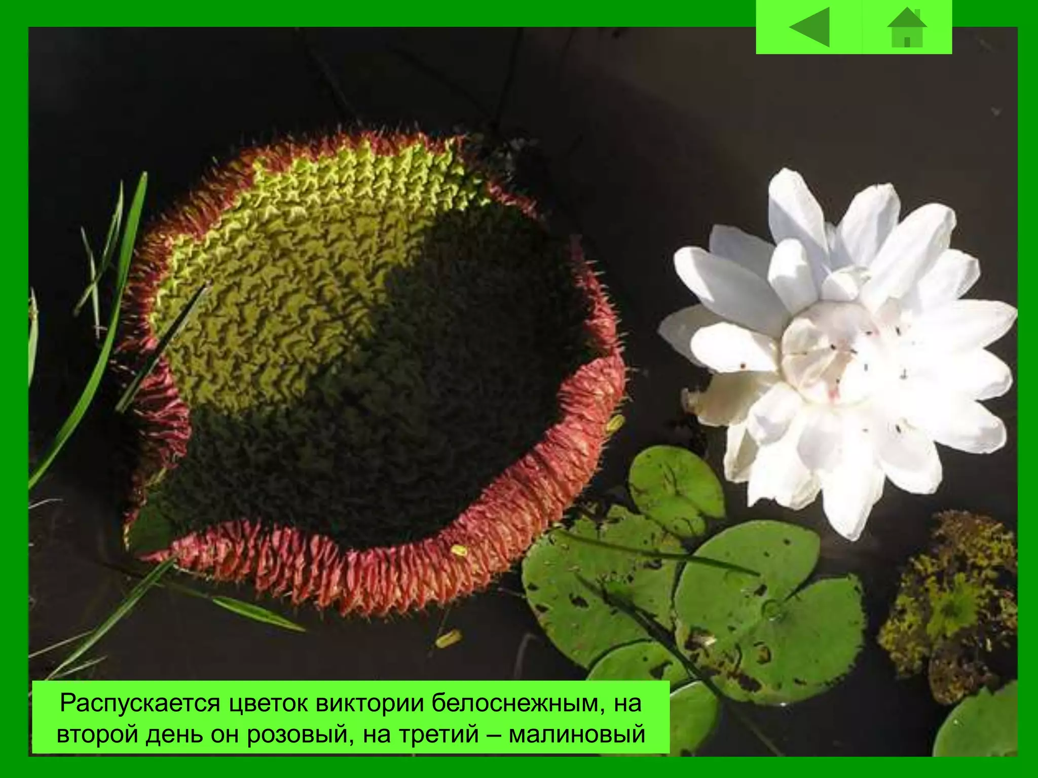 Распускается цветок виктории белоснежным, на
второй день он розовый, на третий – малиновый
 