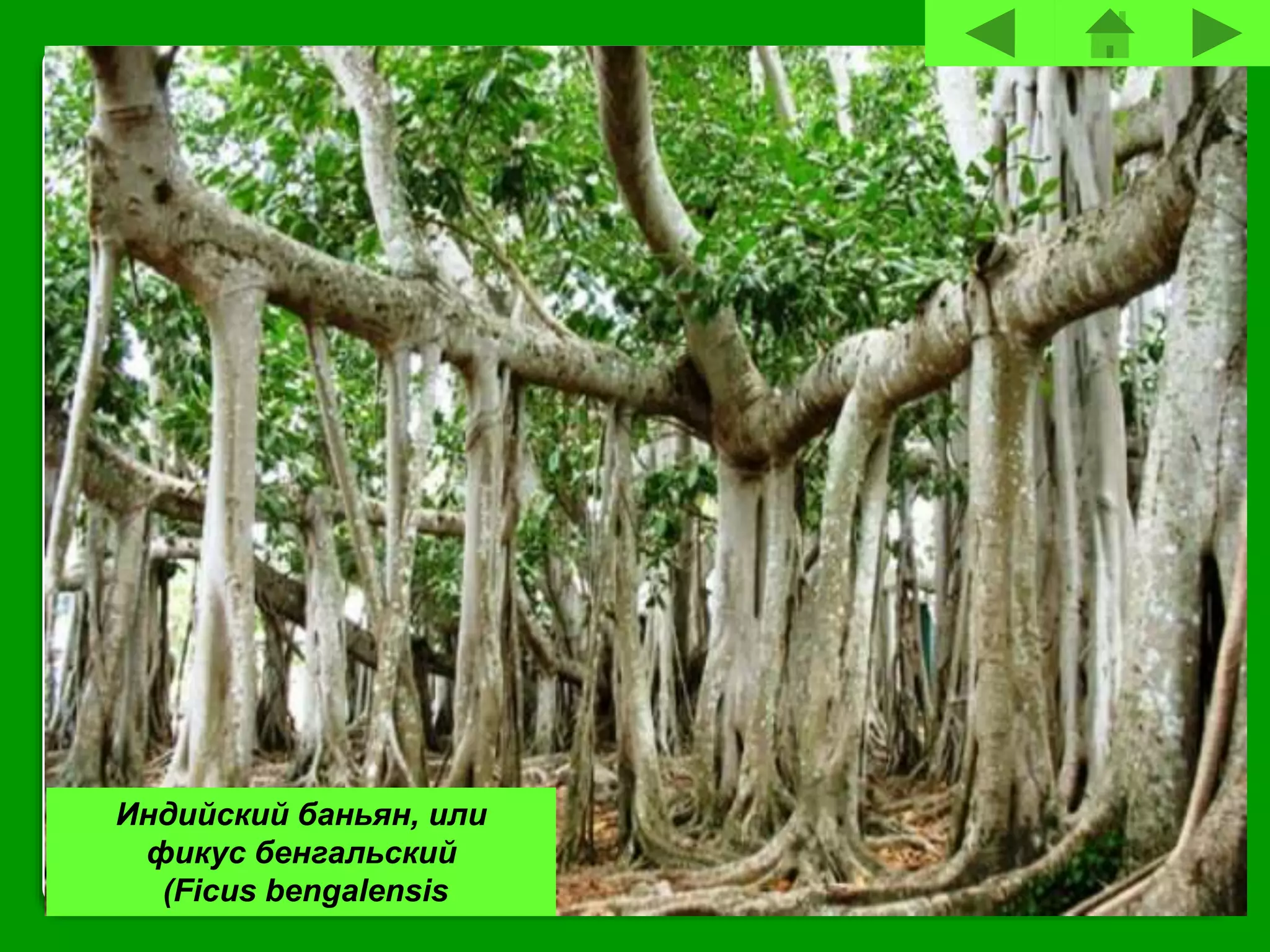 Индийский баньян, или
фикус бенгальский
(Ficus bengalensis
 