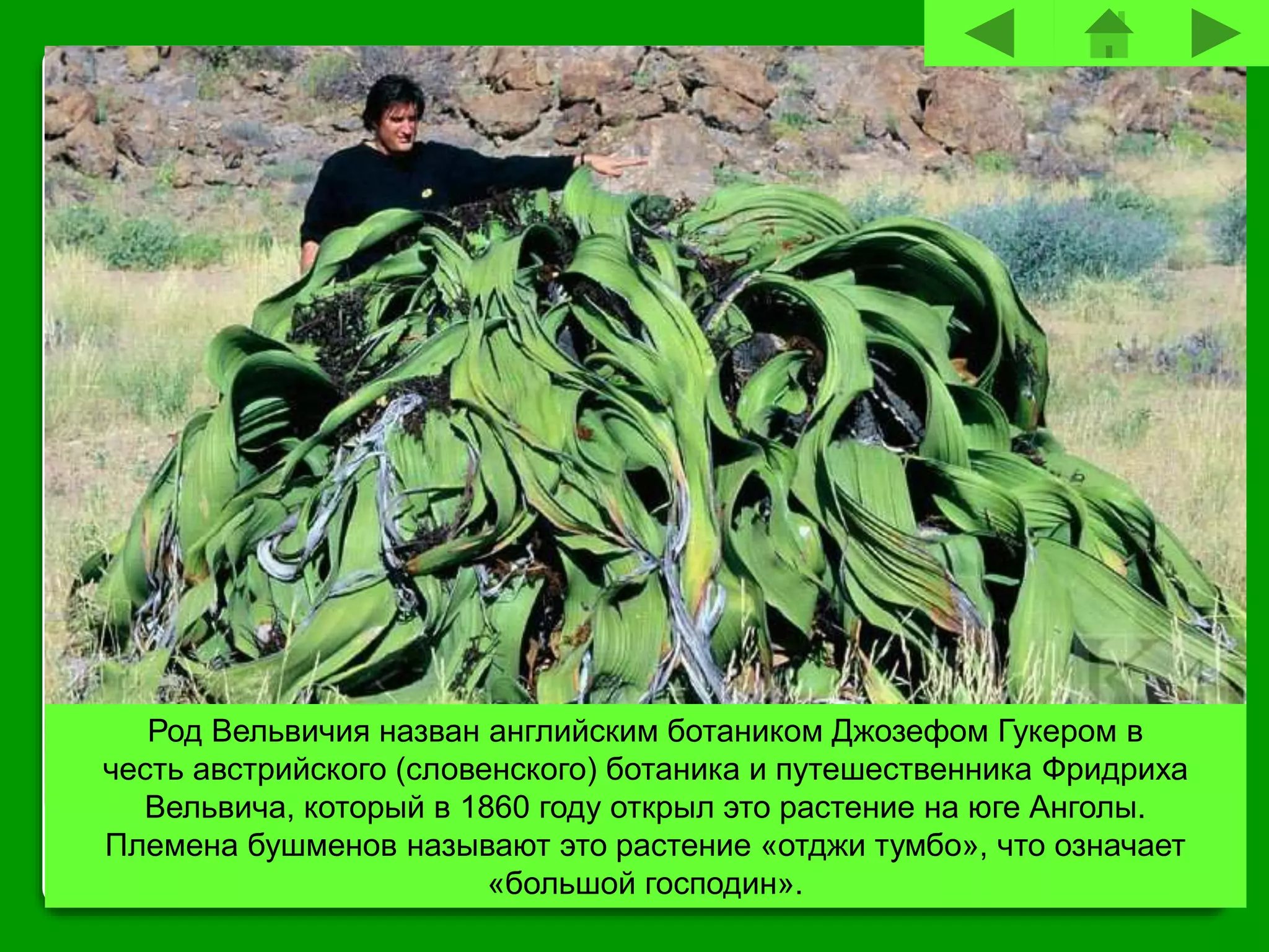 Род Вельвичия назван английским ботаником Джозефом Гукером в
честь австрийского (словенского) ботаника и путешественника Фридриха
Вельвича, который в 1860 году открыл это растение на юге Анголы.
Племена бушменов называют это растение «отджи тумбо», что означает
«большой господин».
 