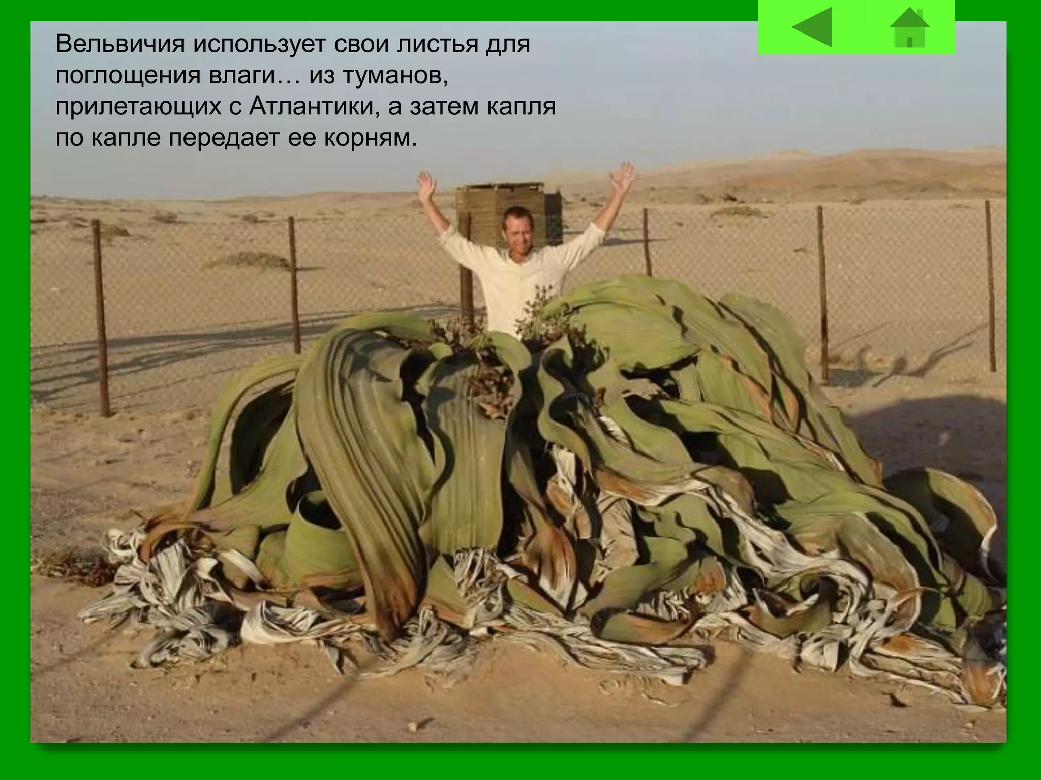 Вельвичия использует свои листья для
поглощения влаги… из туманов,
прилетающих с Атлантики, а затем капля
по капле передает ее корням.
 