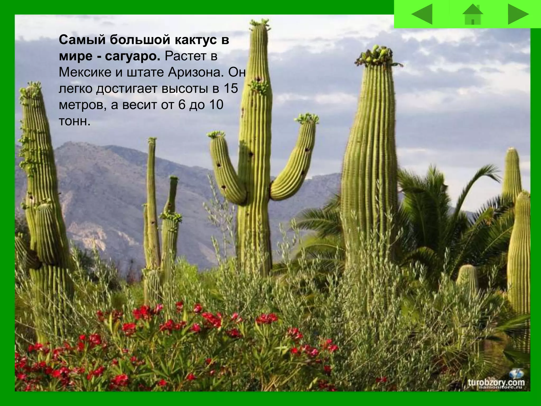 Самый большой кактус в
мире - сагуаро. Растет в
Мексике и штате Аризона. Он
легко достигает высоты в 15
метров, а весит от 6 до 10
тонн.
 