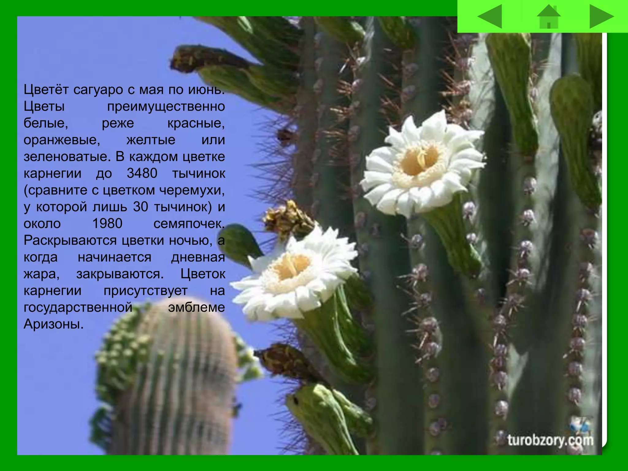 Цветёт сагуаро с мая по июнь.
Цветы преимущественно
белые, реже красные,
оранжевые, желтые или
зеленоватые. В каждом цветке
карнегии до 3480 тычинок
(сравните с цветком черемухи,
у которой лишь 30 тычинок) и
около 1980 семяпочек.
Раскрываются цветки ночью, а
когда начинается дневная
жара, закрываются. Цветок
карнегии присутствует на
государственной эмблеме
Аризоны.
 