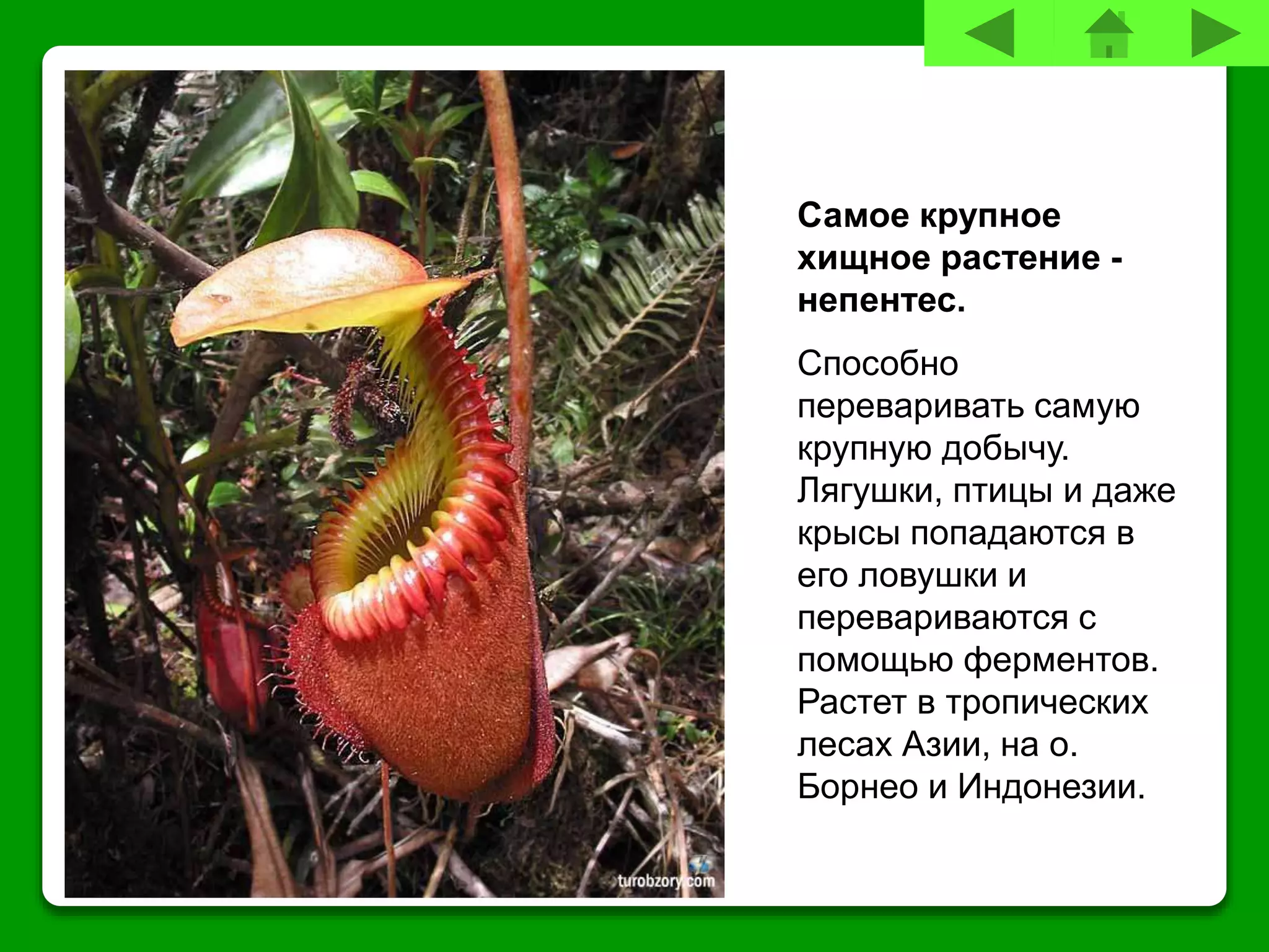 Самое крупное
хищное растение -
непентес.
Способно
переваривать самую
крупную добычу.
Лягушки, птицы и даже
крысы попадаются в
его ловушки и
перевариваются с
помощью ферментов.
Растет в тропических
лесах Азии, на о.
Борнео и Индонезии.
 