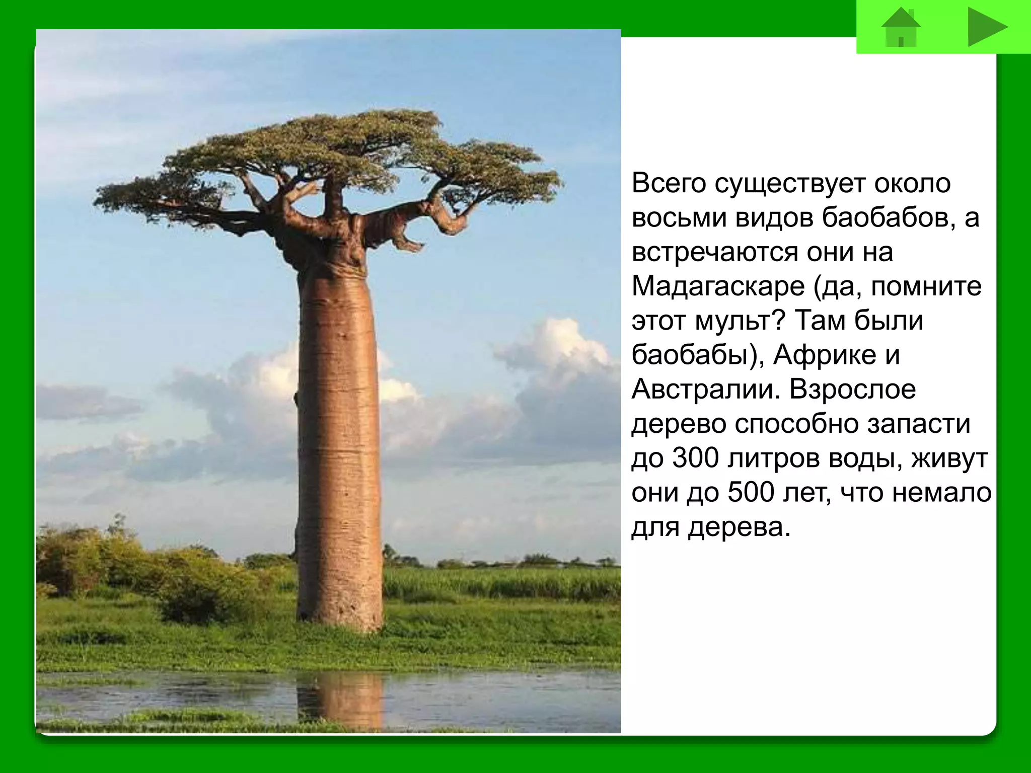 Всего существует около
восьми видов баобабов, а
встречаются они на
Мадагаскаре (да, помните
этот мульт? Там были
баобабы), Африке и
Австралии. Взрослое
дерево способно запасти
до 300 литров воды, живут
они до 500 лет, что немало
для дерева.
 
