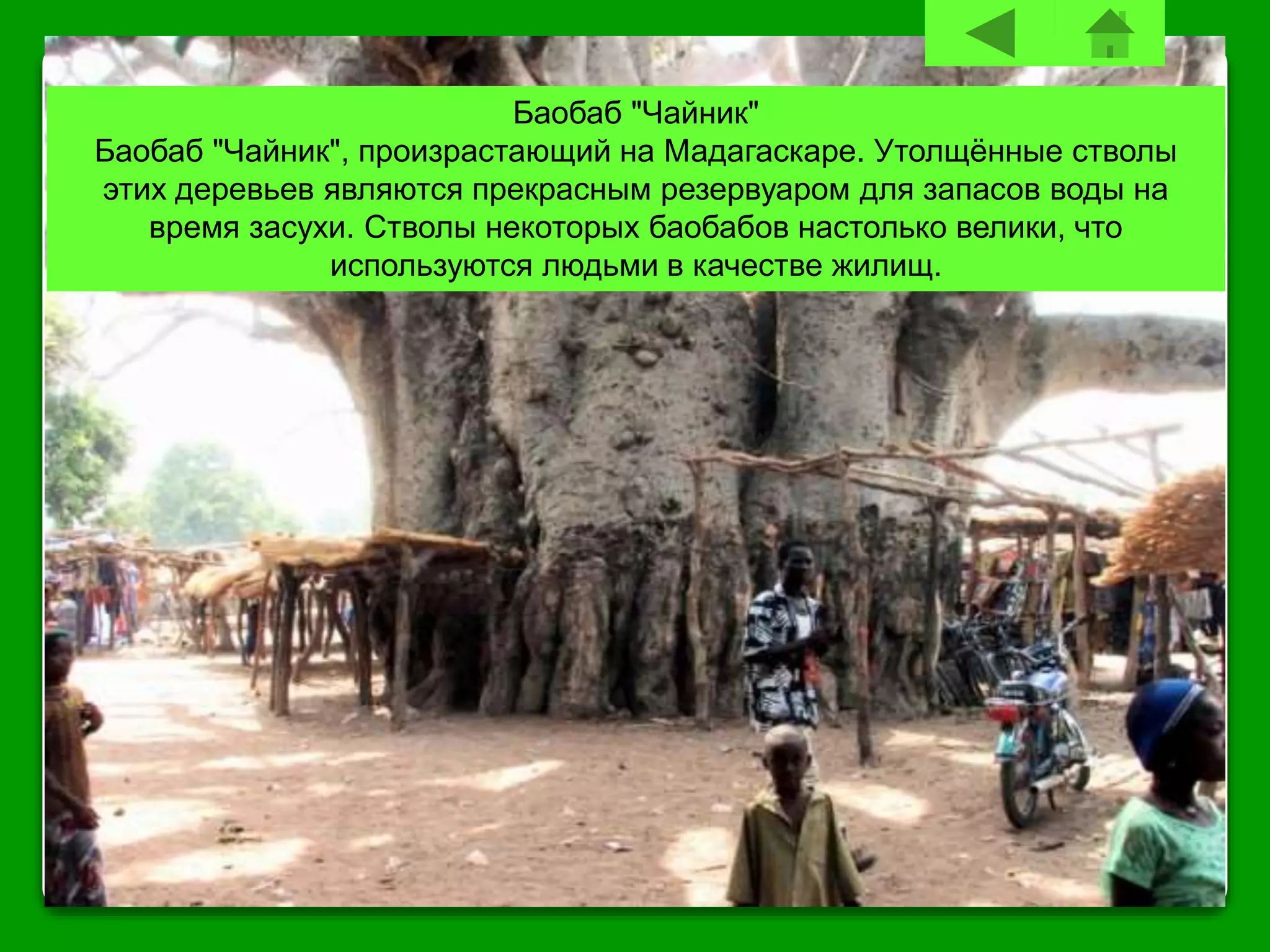 Баобаб "Чайник"
Баобаб "Чайник", произрастающий на Мадагаскаре. Утолщённые стволы
этих деревьев являются прекрасным резервуаром для запасов воды на
время засухи. Стволы некоторых баобабов настолько велики, что
используются людьми в качестве жилищ.
 