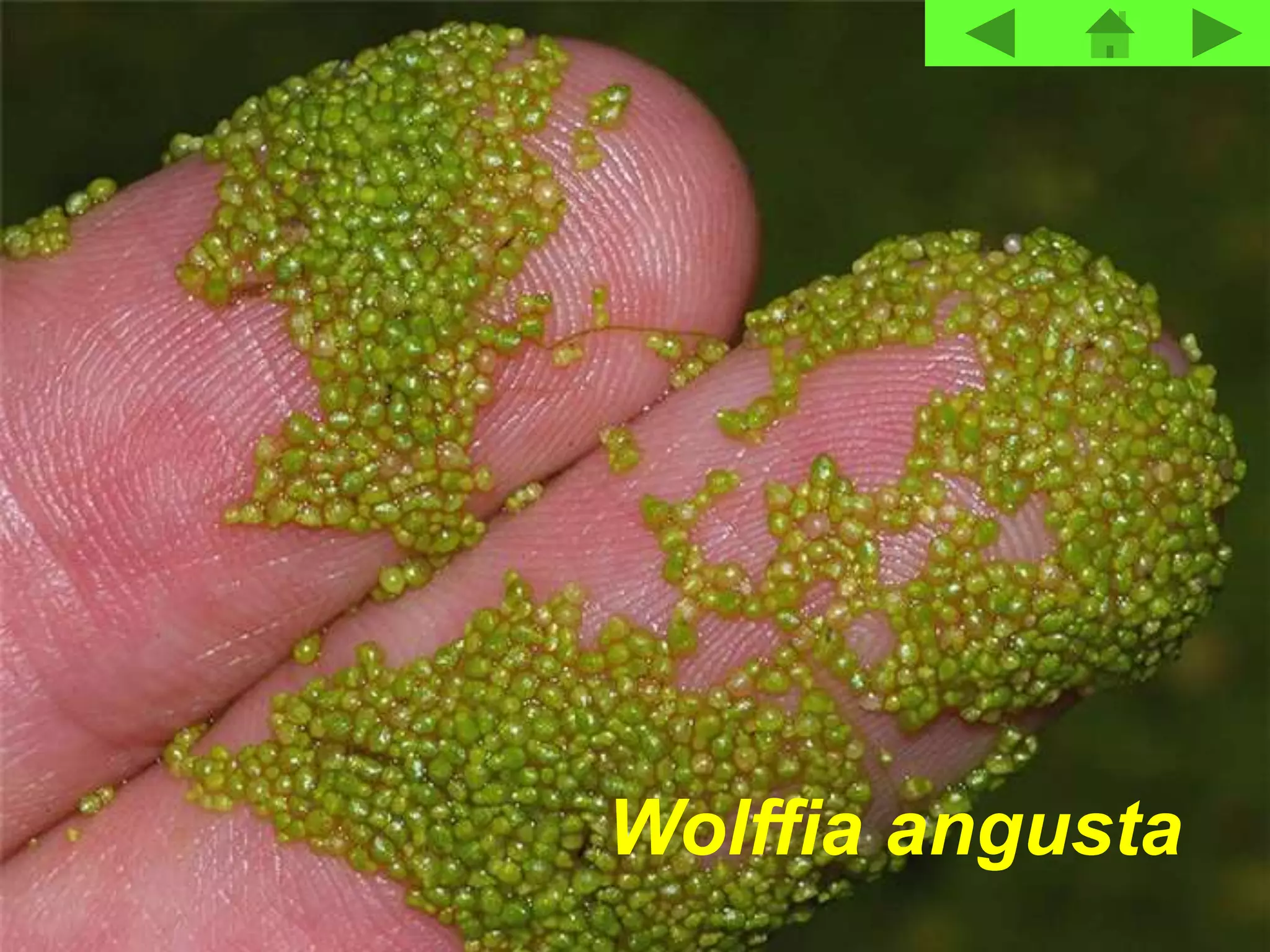 Wolffia angusta
 