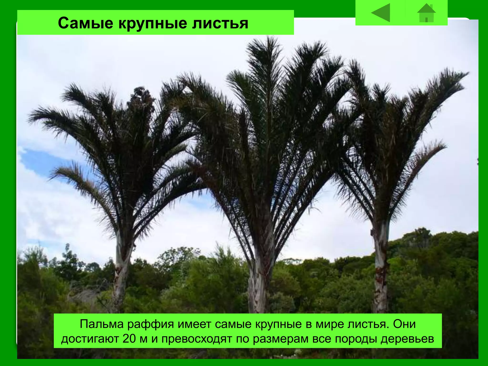 Самые крупные листья
Пальма раффия имеет самые крупные в мире листья. Они
достигают 20 м и превосходят по размерам все породы деревьев
 