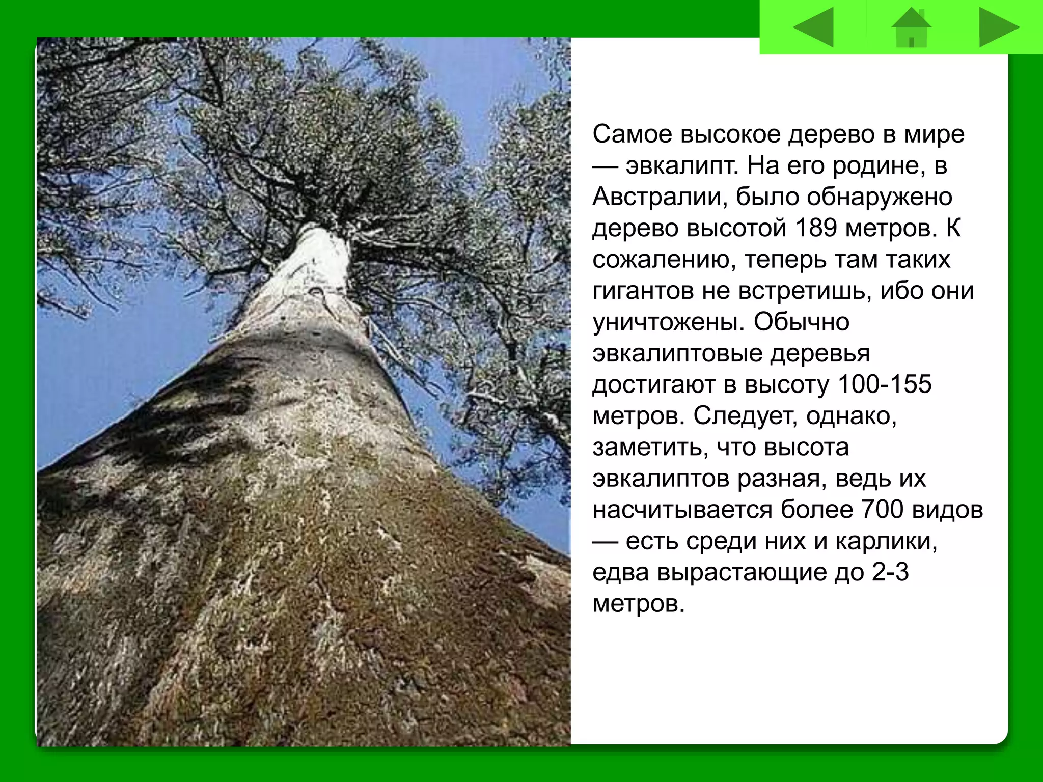Самое высокое дерево в мире
— эвкалипт. На его родине, в
Австралии, было обнаружено
дерево высотой 189 метров. К
сожалению, теперь там таких
гигантов не встретишь, ибо они
уничтожены. Обычно
эвкалиптовые деревья
достигают в высоту 100-155
метров. Следует, однако,
заметить, что высота
эвкалиптов разная, ведь их
насчитывается более 700 видов
— есть среди них и карлики,
едва вырастающие до 2-3
метров.
 