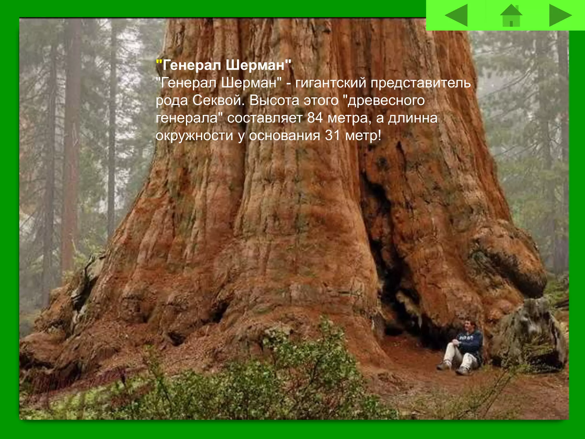 "Генерал Шерман"
"Генерал Шерман" - гигантский представитель
рода Секвой. Высота этого "древесного
генерала" составляет 84 метра, а длинна
окружности у основания 31 метр!
 