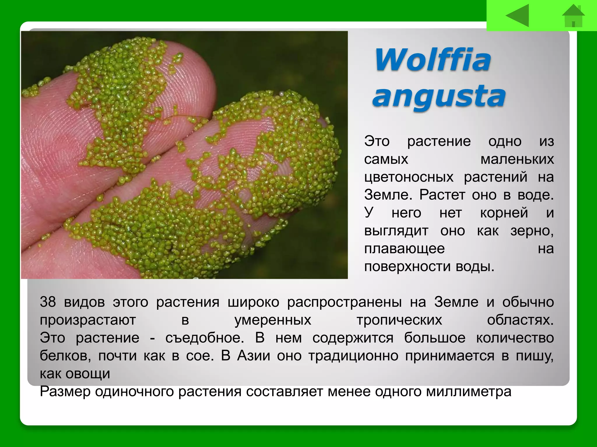 Wolffia
angusta
38 видов этого растения широко распространены на Земле и обычно
произрастают в умеренных тропических областях.
Это растение - съедобное. В нем содержится большое количество
белков, почти как в сое. В Азии оно традиционно принимается в пишу,
как овощи
Размер одиночного растения составляет менее одного миллиметра
Это растение одно из
самых маленьких
цветоносных растений на
Земле. Растет оно в воде.
У него нет корней и
выглядит оно как зерно,
плавающее на
поверхности воды.
 