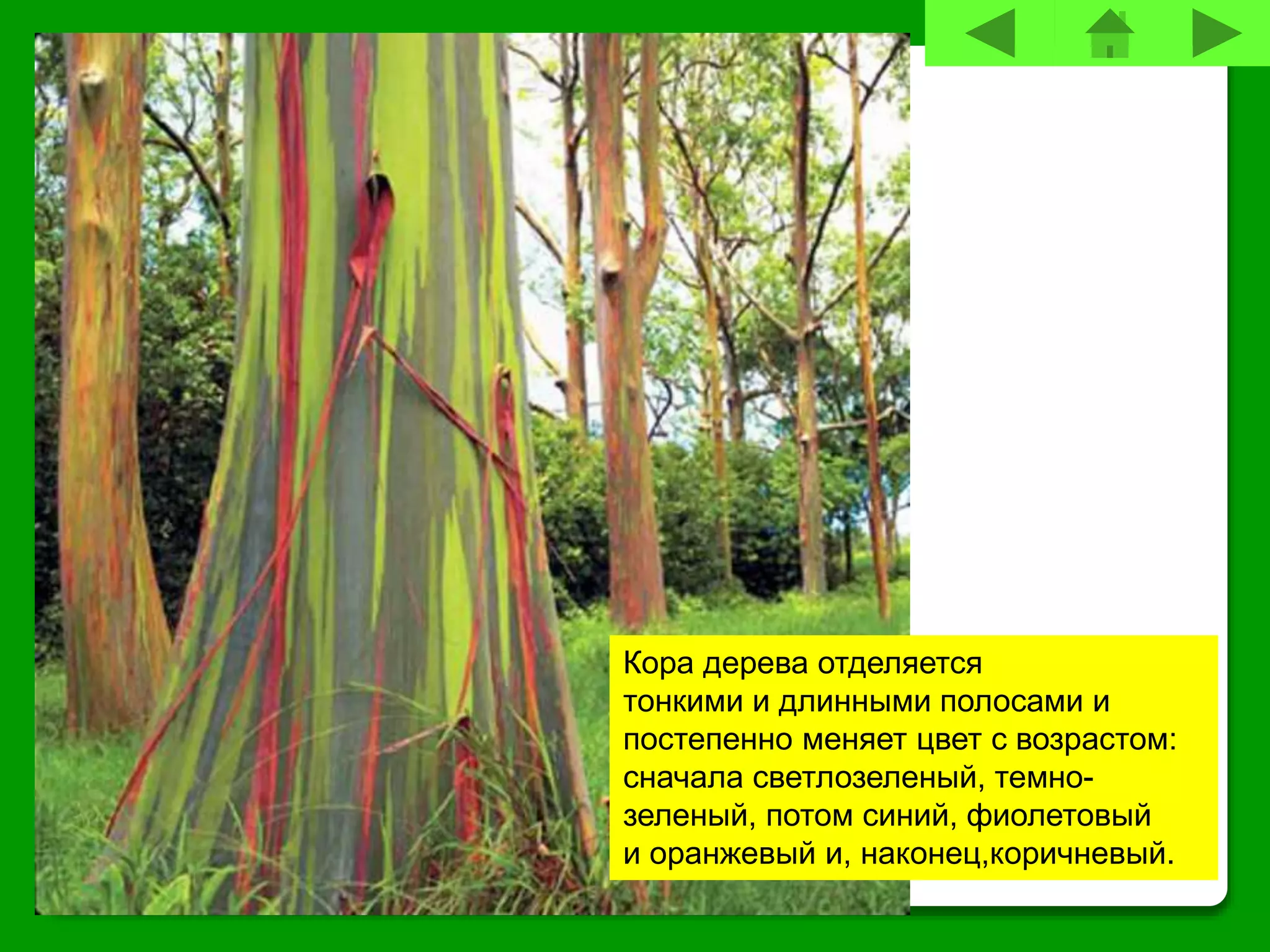 Кора дерева отделяется
тонкими и длинными полосами и
постепенно меняет цвет с возрастом:
сначала светлозеленый, темно-
зеленый, потом синий, фиолетовый
и оранжевый и, наконец,коричневый.
 