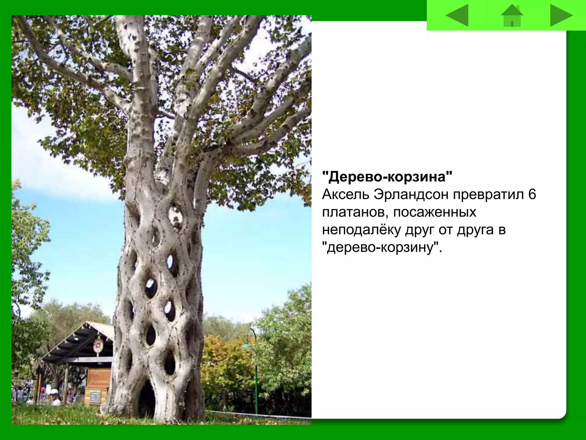 "Дерево-корзина"
Аксель Эрландсон превратил 6
платанов, посаженных
неподалёку друг от друга в
"дерево-корзину".
 