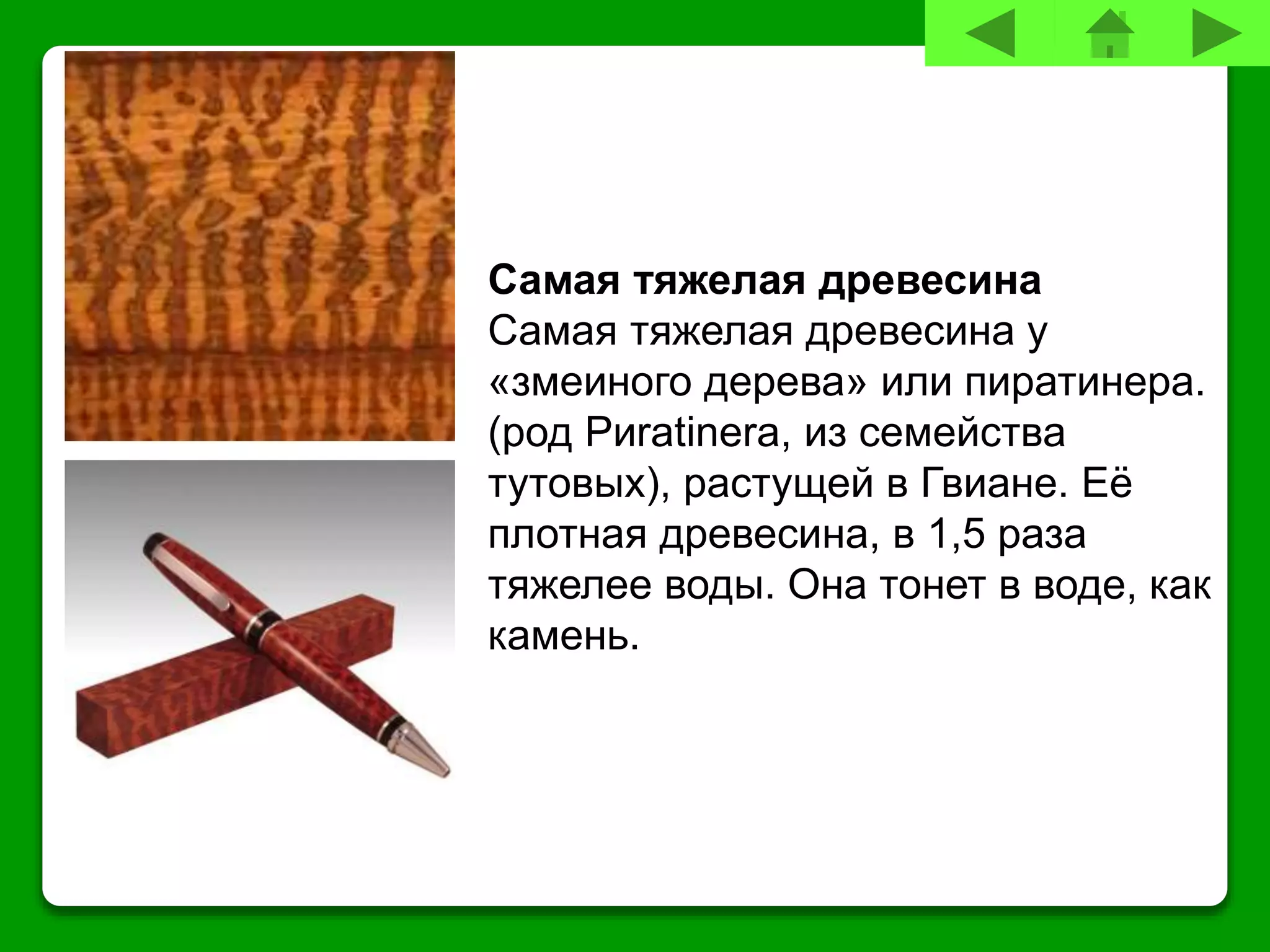 Самая тяжелая древесина
Самая тяжелая древесина у
«змеиного дерева» или пиратинера.
(род Pиratinera, из семейства
тутовых), растущей в Гвиане. Её
плотная древесина, в 1,5 раза
тяжелее воды. Она тонет в воде, как
камень.
 