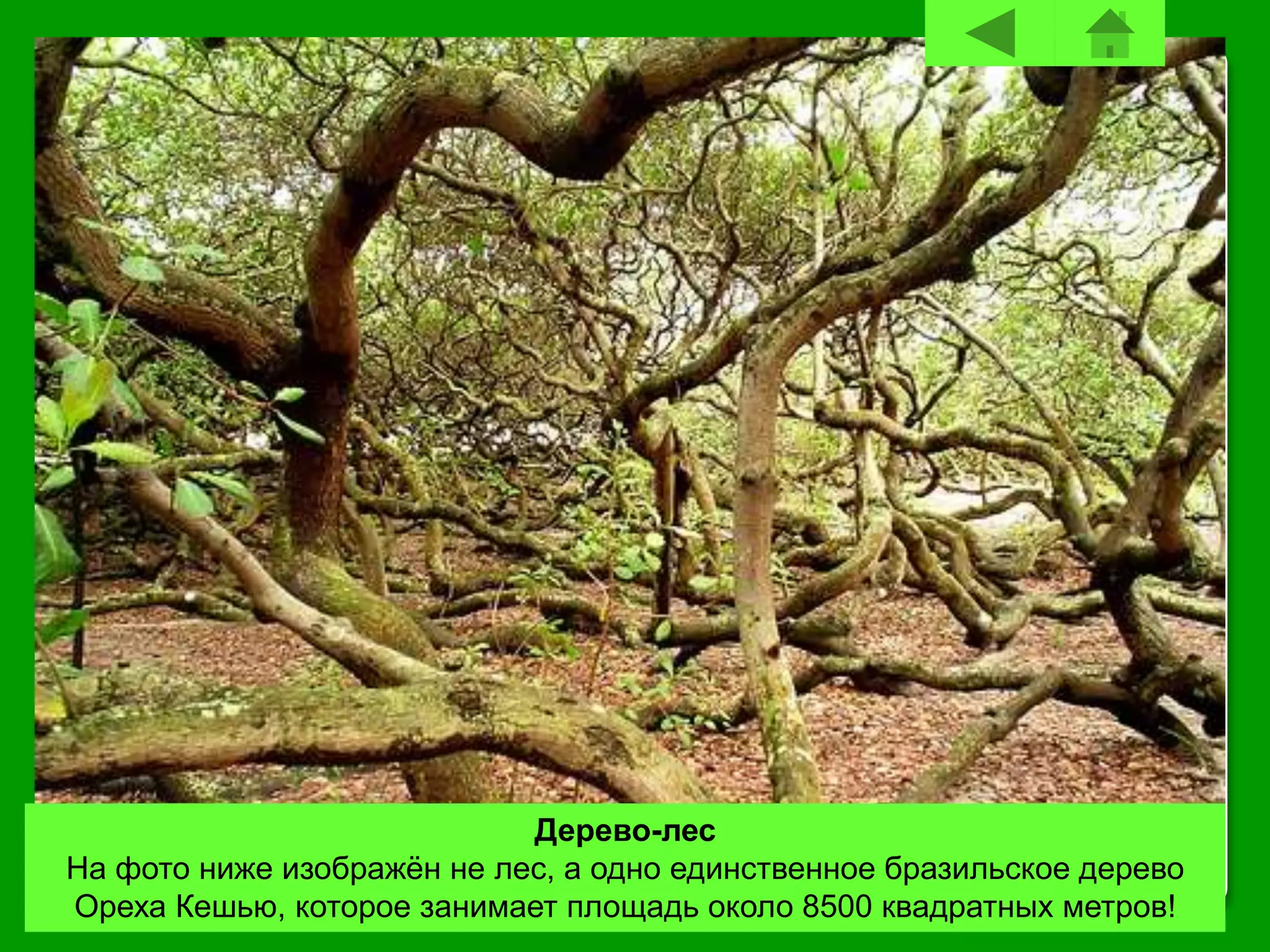 Дерево-лес
На фото ниже изображён не лес, а одно единственное бразильское дерево
Ореха Кешью, которое занимает площадь около 8500 квадратных метров!
 