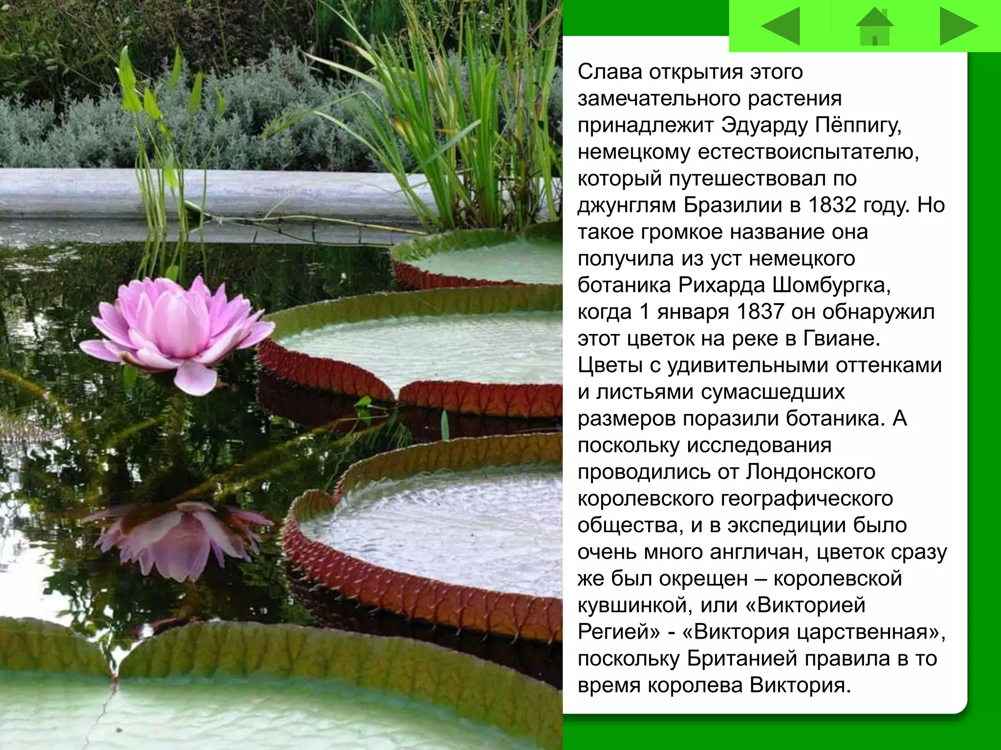 Слава открытия этого
замечательного растения
принадлежит Эдуарду Пёппигу,
немецкому естествоиспытателю,
который путешествовал по
джунглям Бразилии в 1832 году. Но
такое громкое название она
получила из уст немецкого
ботаника Рихарда Шомбургка,
когда 1 января 1837 он обнаружил
этот цветок на реке в Гвиане.
Цветы с удивительными оттенками
и листьями сумасшедших
размеров поразили ботаника. А
поскольку исследования
проводились от Лондонского
королевского географического
общества, и в экспедиции было
очень много англичан, цветок сразу
же был окрещен – королевской
кувшинкой, или «Викторией
Регией» - «Виктория царственная»,
поскольку Британией правила в то
время королева Виктория.
 