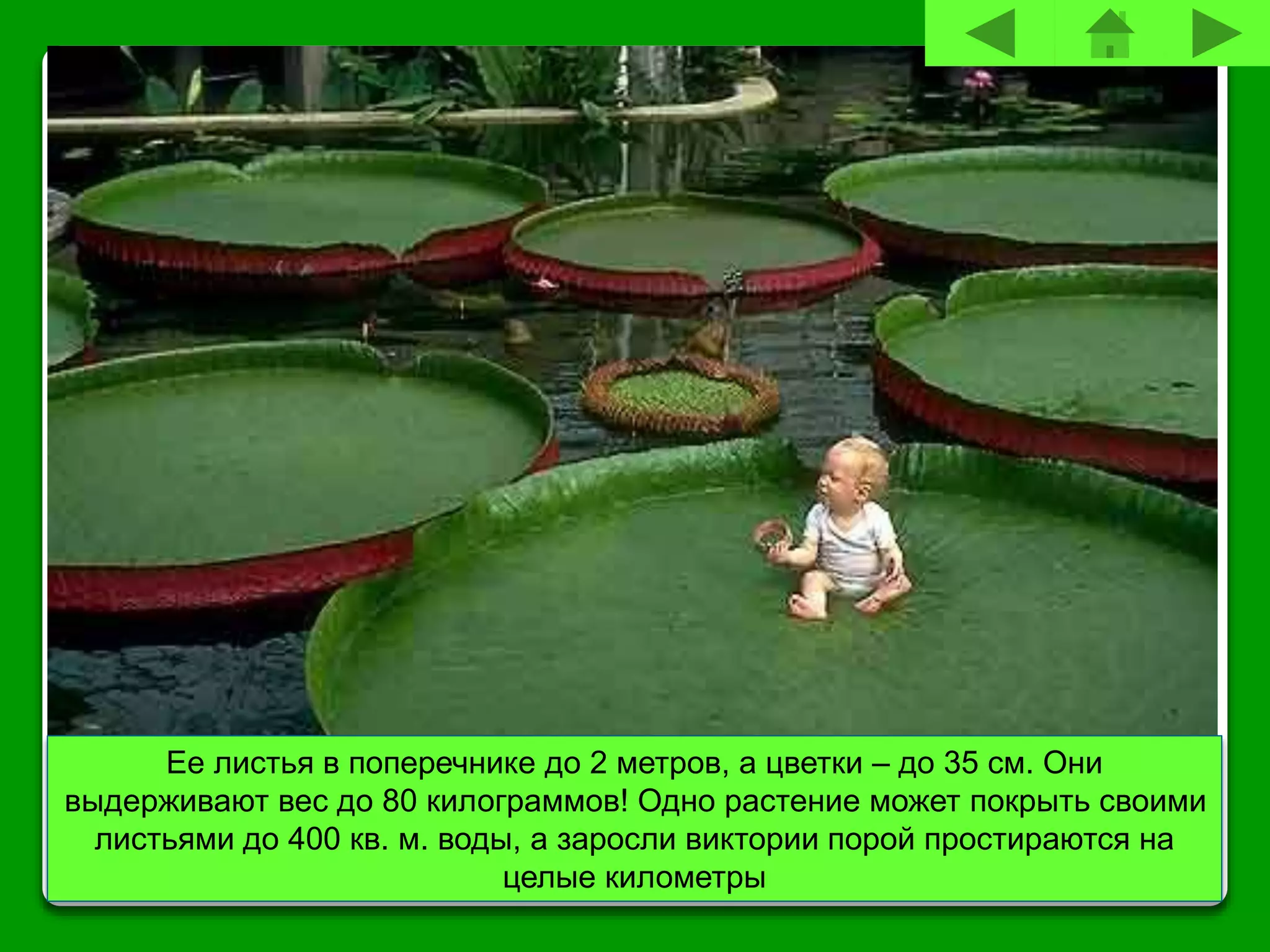 Ее листья в поперечнике до 2 метров, а цветки – до 35 см. Они
выдерживают вес до 80 килограммов! Одно растение может покрыть своими
листьями до 400 кв. м. воды, а заросли виктории порой простираются на
целые километры
 