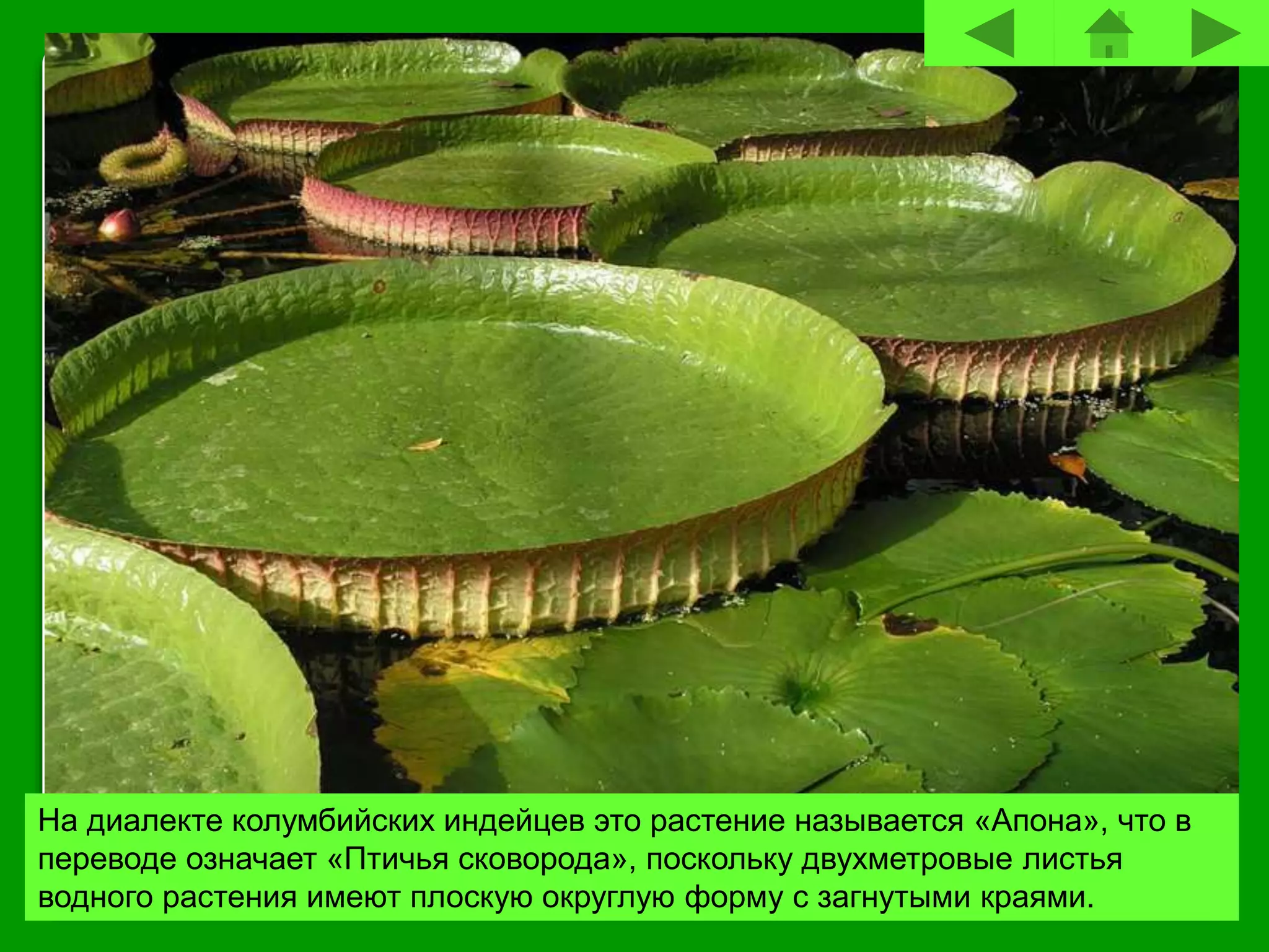 На диалекте колумбийских индейцев это растение называется «Апона», что в
переводе означает «Птичья сковорода», поскольку двухметровые листья
водного растения имеют плоскую округлую форму с загнутыми краями.
 