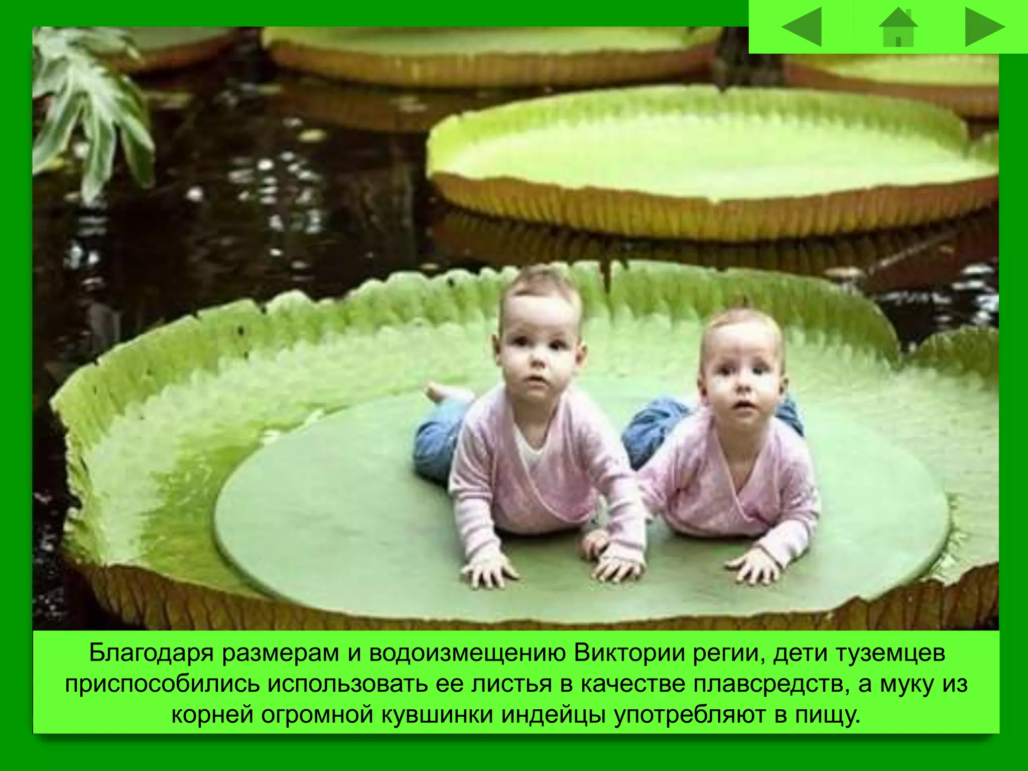 Благодаря размерам и водоизмещению Виктории регии, дети туземцев
приспособились использовать ее листья в качестве плавсредств, а муку из
корней огромной кувшинки индейцы употребляют в пищу.
 