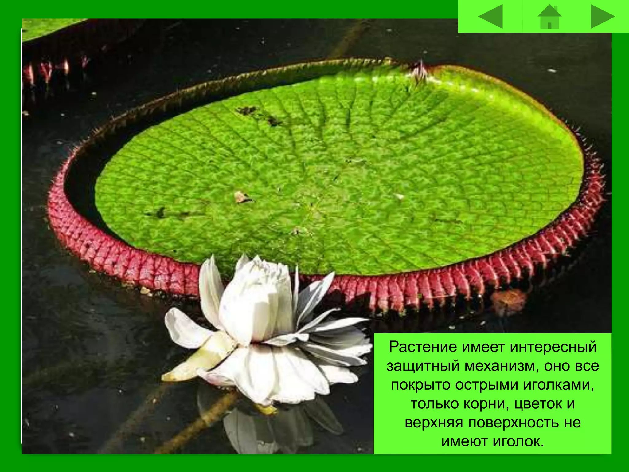 Растение имеет интересный
защитный механизм, оно все
покрыто острыми иголками,
только корни, цветок и
верхняя поверхность не
имеют иголок.
 