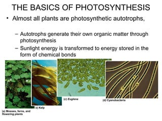 • Almost all plants are photosynthetic autotrophs,
– Autotrophs generate their own organic matter through
photosynthesis
– Sunlight energy is transformed to energy stored in the
form of chemical bonds
(a) Mosses, ferns, and
flowering plants
(b) Kelp
(c) Euglena (d) Cyanobacteria
THE BASICS OF PHOTOSYNTHESIS
 