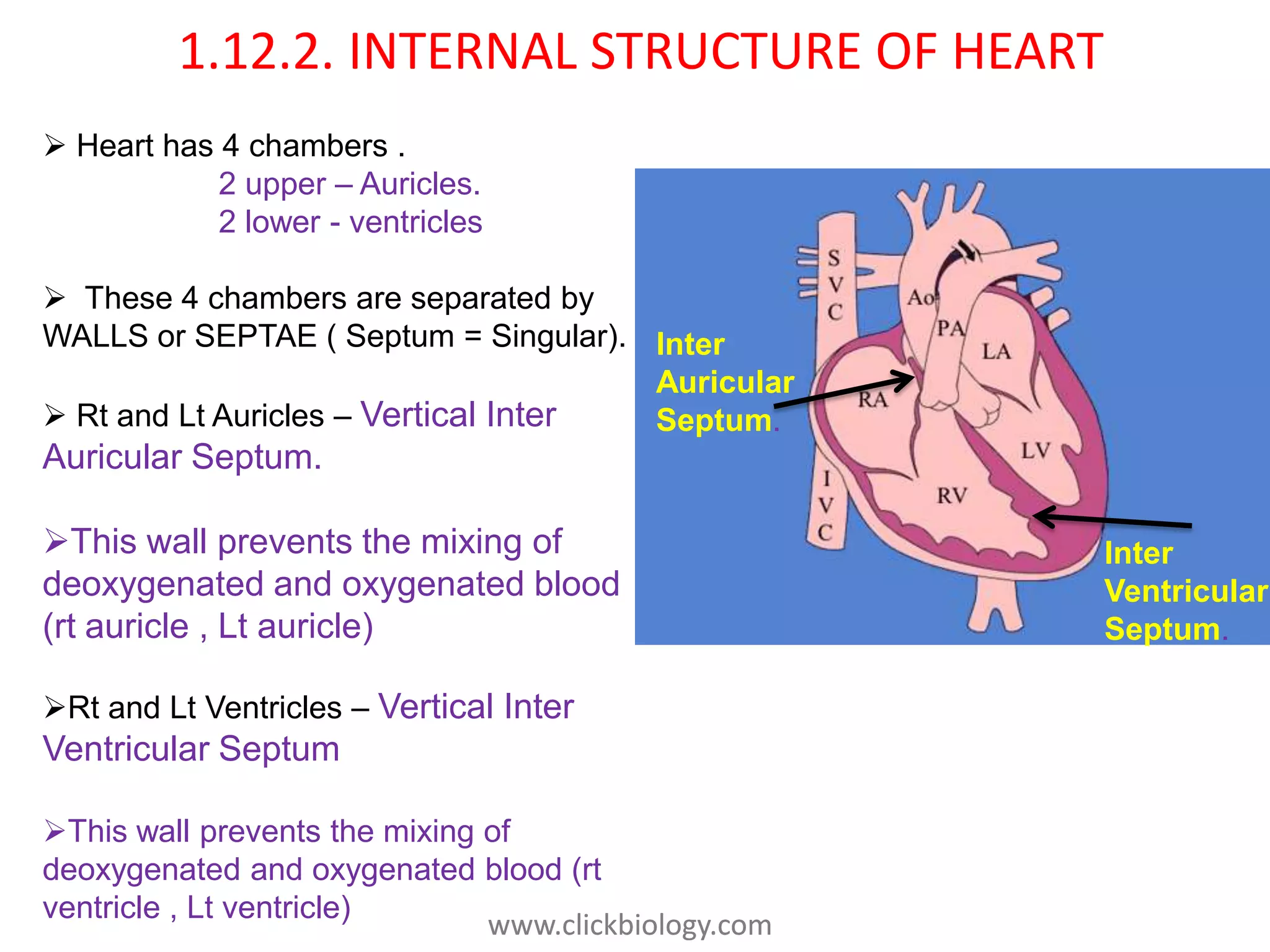 structure and functions of heart PPT, SSC AP Srinivas Nallapu | PPT
