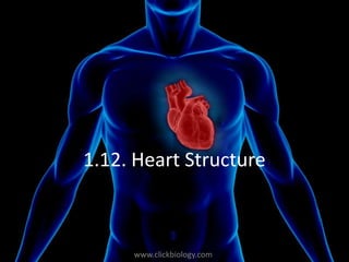 www.clickbiology.comwww.clickbiology.com
1.12. Heart Structure
 