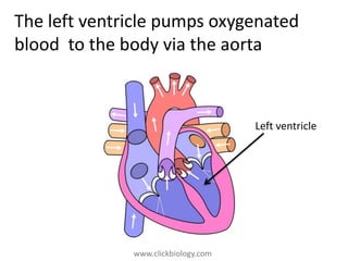 structure and functions of heart PPT, SSC AP Srinivas Nallapu | PPT