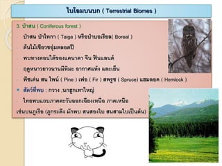 3. ป่าสน ( Coniferous forest )
- ป่าสน ป่าไทกา ( Taiga ) หรือป่าบอเรียล( Boreal )
- ต้นไม้เขียวชอุ่มตลอดปี
- พบทางตอนใต้ของแคนาดา จีน ฟินแลนด์
- ฤดูหนาวยาวนานมีหิมะ อากาศแห้ง และเย็น
- พืชเด่น สน ไพน์ ( Pine ) เฟอ ( Fir ) สพรูซ ( Spruce) แฮมลอค ( Hemlock )
 สัตว์ที่พบ : กวาง ,นกฮูกเทาใหญ่
- ไทยพบแถบภาคตะวันออกเฉียงเหนือ ภาคเหนือ
เช่นบนภูเรือ (ภูกระดึง มักพบ สนสองใบ สนสามใบเป็นต้น)
ไบโอมบนบก ( Terrestrial Biomes )
 
