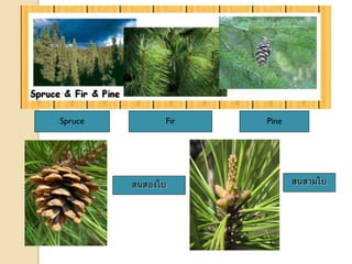 Spruce Fir Pine
สนสองใบ สนสามใบ
 