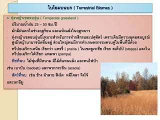 4. ทุ่งหญ้าเขตอบอุ่น ( Temperate grassland )
- ปริมาณน้าฝน 25 – 50 ซม./ปี
- มักมีฝนตกในช่วงฤดูร้อน และแห้งแล้งในฤดูหนาว
- ทุ่งหญ้าเขตอบอุ่นนี้เหมาะสาหรับการทากสิกรและปศุสัตว์ เพราะดินมีความอุดมสมบูรณ์
สูงมีหญ้านานาชนิดขึ้นอยู่ ส่วนใหญ่พบมีการทาเกษตรกรรมควบคู่ในพื้นที่นี่ด้วย
- ทวีปอเมริกาเหนือ เรียกว่า แพรรี่ ( prairie ) ในเขตยูเรเชีย เรียก สเต็ปป์ (steppe) และใน
ทวีปอเมริกาใต้เรียก แพมพา (pampa)
- พืชที่พบ ไม้พุ่มที่มีหนาม มีไม้ต้นทนแล้ง และทนไฟป่า
เช่น เบาบับ (baobab) และพวกกระถิน (acacia)
- สัตว์ที่พบ เช่น ช้าง ม้าลาย สิงโต หมีโคลา จิงโจ้
และนกอีมู
ไบโอมบนบก ( Terrestrial Biomes )
 