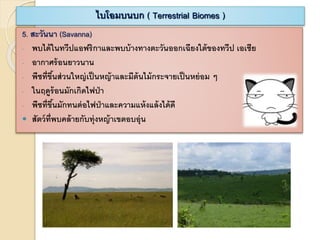 5. สะวันนา (Savanna)
- พบได้ในทวีปแอฟริกาและพบบ้างทางตะวันออกเฉียงใต้ของทวีป เอเชีย
- อากาศร้อนยาวนาน
- พืชที่ขึ้นส่วนใหญ่เป็นหญ้าและมีต้นไม้กระจายเป็นหย่อม ๆ
- ในฤดูร้อนมักเกิดไฟป่า
- พืชที่ขึ้นมักทนต่อไฟป่าและความแห้งแล้งได้ดี
 สัตว์ที่พบคล้ายกับทุ่งหญ้าเขตอบอุ่น
ไบโอมบนบก ( Terrestrial Biomes )
 