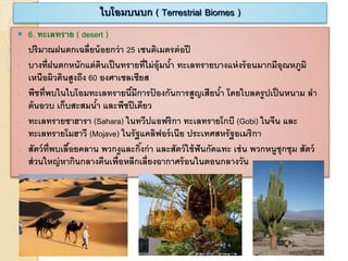  6. ทะเลทราย ( desert )
- ปริมาณฝนตกเฉลี่ยน้อยกว่า 25 เซนติเมตรต่อปี
- บางที่ฝนตกหนักแต่ดินเป็นทรายที่ไม่อุ้มน้า ทะเลทรายบางแห่งร้อนมากมีอุณหภูมิ
เหนือผิวดินสูงถึง 60 องศาเซลเซียส
- พืชที่พบในไบโอมทะเลทรายนี้มีการป้ องกันการสูญเสียน้า โดยใบลดรูปเป็นหนาม ลา
ต้นอวบ เก็บสะสมน้า และพืชปีเดียว
- ทะเลทรายซาฮารา (Sahara) ในทวีปแอฟริกา ทะเลทรายโกบี (Gobi) ในจีน และ
ทะเลทรายโมฮาวี (Mojave) ในรัฐแคลิฟอร์เนีย ประเทศสหรัฐอเมริกา
- สัตว์ที่พบเลื้อยคลาน พวกงูและกิ้งก่า และสัตว์ใช้ฟันกัดแทะ เช่น พวกหนูชุกชุม สัตว์
ส่วนใหญ่หากินกลางคืนเพื่อหลีกเลี่ยงอากาศร้อนในตอนกลางวัน
ไบโอมบนบก ( Terrestrial Biomes )
 
