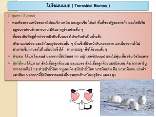 7. ทุนดรา (Tundra)
- พบเพียงตอนเหนือของทวีปอเมริกาเหนือ และยูเรเซีย ได้แก่ พื้นที่ของรัฐอะลาสก้า และไซบีเรีย
- ฤดูหนาวค่อนข้างยาวนาน มีหิมะ ฤดูร้อนช่วงสั้น ๆ
- ชั้นของดินที่อยู่ต่ากว่าจากผิวดินชั้นบนลงไปจะจับตัวเป็นน้าแข็ง
- ปริมาณฝนน้อย และถ้าในฤดูร้อนช่วงสั้น ๆ น้าแข็งที่ผิวหน้าดินจะละลาย แต่เนื่องจากน้าไม่
สามารถซึมผ่านลงไปในชั้นน้าแข็งได้ : สามารถปลูกพืชได้ระยะสั้นๆ
 พืชเด่น ได้แก่ ไลเคนส์ นอกจากนี้ยังมีมอส กก หญ้าเซดจ์(Sedge) และไม้พุ่มเตี้ย เช่น วิลโลแคระ
 สัตว์ที่พบ ได้แก่ นก สัตว์เลี้ยงลูกด้วยนม และแมลง สัตว์เลี้ยงลูกด้วยนมชนิดเด่น คือ กวางคาริบู
กวางเรนเดียร์ กระต่ายป่าขั้วโลก หนูเลมมิง สุนัขป่าขั้วโลก นกชนิดเด่น คือ นกทามิแกน นกเค้า
แมวหิมะ นอกจากนี้ยังมีนกจากแหล่งอื่นอพยพเข้ามาในฤดูร้อน แมลง ยุง
ไบโอมบนบก ( Terrestrial Biomes )
 