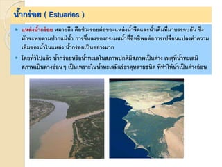 น้ากร่อย ( Estuaries )
 แหล่งน้ากร่อย หมายถึง คือช่วงรอยต่อของแหล่งน้าจืดและน้าเค็มที่มาบรรจบกัน ซึ่ง
มักจะพบตามปากแม่น้า การขึ้นลงของกระแสน้าที่อิทธิพลต่อการเปลี่ยนแปลงค่าความ
เค็มของน้าในแหล่ง น้ากร่อยเป็นอย่างมาก
 โดยทั่วไปแล้ว น้ากร่อยหรือน้าทะเลในสภาพปกติมีสภาพเป็นด่าง เหตุที่น้าทะเลมี
สภาพเป็นด่างอ่อนๆ เป็นเพราะในน้าทะเลมีแร่ธาตุหลายชนิด ที่ทาให้น้าเป็นด่างอ่อน
 