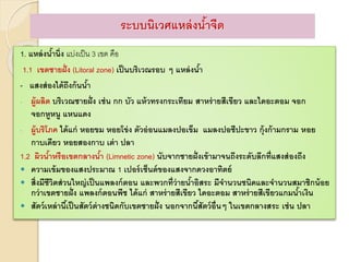 1. แหล่งน้านิ่ง แบ่งเป็น 3 เขต คือ
1.1 เขตชายฝั่ง (Litoral zone) เป็นบริเวณรอบ ๆ แหล่งน้า
- แสงส่องได้ถึงก้นน้า
- ผู้ผลิต บริเวณชายฝั่ง เช่น กก บัว แห้วทรงกระเทียม สาหร่ายสีเขียว และไดอะตอม จอก
จอกหูหนู แหนแดง
- ผู้บริโภค ได้แก่ หอยขม หอยโข่ง ตัวอ่อนแมลงปอเข็ม แมลงปอชีปะขาว กุ้งก้ามกราม หอย
กาบเดียว หอยสองกาบ เต่า ปลา
1.2 ผิวน้าหรือเขตกลางน้า (Limnetic zone) นับจากชายฝั่งเข้ามาจนถึงระดับลึกที่แสงส่องถึง
 ความเข้มของแสงประมาณ 1 เปอร์เซ็นต์ของแสงจากดวงอาทิตย์
 สิ่งมีชีวิตส่วนใหญ่เป็นแพลงก์ตอน และพวกที่ว่ายน้าอิสระ มีจานวนชนิดและจานวนสมาชิกน้อย
กว่าเขตชายฝั่ง แพลงก์ตอนพืช ได้แก่ สาหร่ายสีเขียว ไดอะตอม สาหร่ายสีเขียวแกมน้าเงิน
 สัตว์เหล่านี้เป็นสัตว์ต่างชนิดกับเขตชายฝั่ง นอกจากนี้สัตว์อื่นๆ ในเขตกลางสระ เช่น ปลา
ระบบนิเวศแหล่งน้าจืด
 
