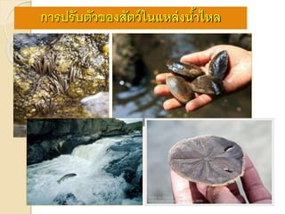 การปรับตัวของสัตว์ในแหล่งน้าไหล
 