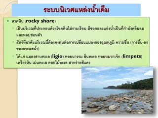  หาดหิน (rocky shore)
◦ เป็นบริเวณที่ประกอบด้วยโขดหินไม่ราบเรียบ มีซอกและแอ่งน้าเป็นที่กาบังคลื่นลม
และหลบซ่อนตัว
◦ สัตว์ที่อาศัยบริเวณนี้ต้องคงทนต่อการเปลี่ยนแปลงของอุณหภูมิ ความชื้น (การขึ้น-ลง
ของกระแสน้า)
◦ ได้แก่ แมลงสาบทะเล (ligio) หอยนางรม ลิ่นทะเล หอยหมวกเจ๊ก (limpets)
เพรียงหิน เม่นทะเล ดอกไม้ทะเล สาหร่ายสีแดง
ระบบนิเวศแหล่งน้าเค็ม
 