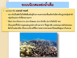  แนวปะการัง (coral reef)
◦ ปะการังเป็นสัตว์ไม่ใช่พืชสืบพันธุ์ด้วยการแตกหน่อเชื่อมติดกันมีสารหินปูนห่อหุ้มลาตัว
กลุ่มก้อนปะการังที่สวยงามมาก
◦ ได้แก่ ปะการังเขากวาง ปะการังสมอง ปะการังเห็ด ปะการังต้นไม้ ฯลฯ
◦ เป็นแหล่งที่ให้ความอุดมสมบูรณ์ทางด้านอาหาร ที่อยู่อาศัย แหล่งอนุบาลตัวอ่อนของ
สัตว์น้าแต่ละชนิด เป็นระบบนิเวศที่มีความหลากหลายและให้ผลผลิตสูงมากในทะเล
ระบบนิเวศแหล่งน้าเค็ม
 